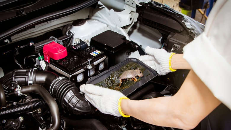 person taking out dead mouse from vehicle