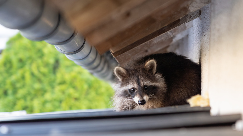 Raccoon crawling on roof