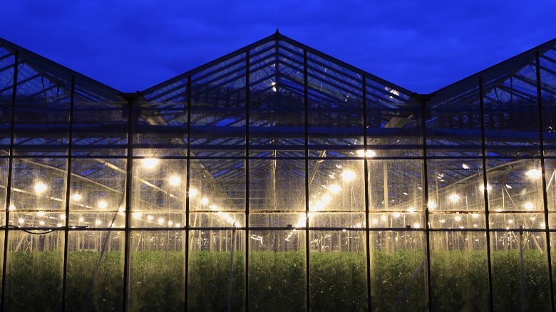 greenhouse at night