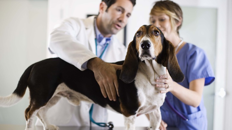 dog with vet