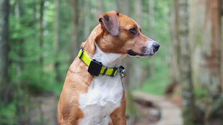 dog with GPS tracker