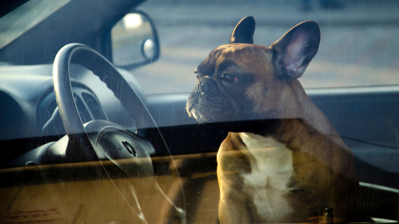 pet alone in a car