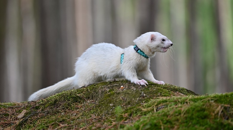 ferret with a collar