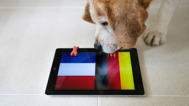 Dog looking at iPad screen