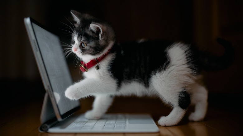 kitten looking at iPad screen