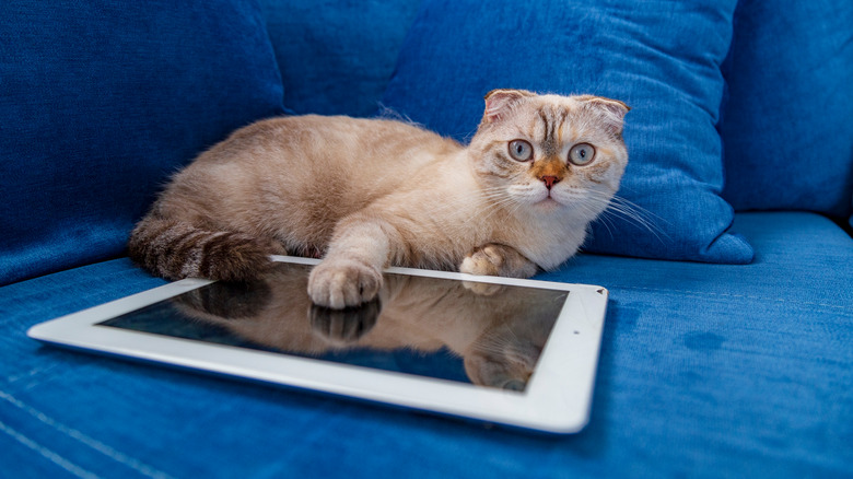 cat with paws on an iPad