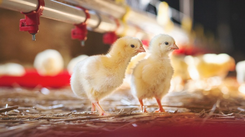 Baby chicks in a brooder