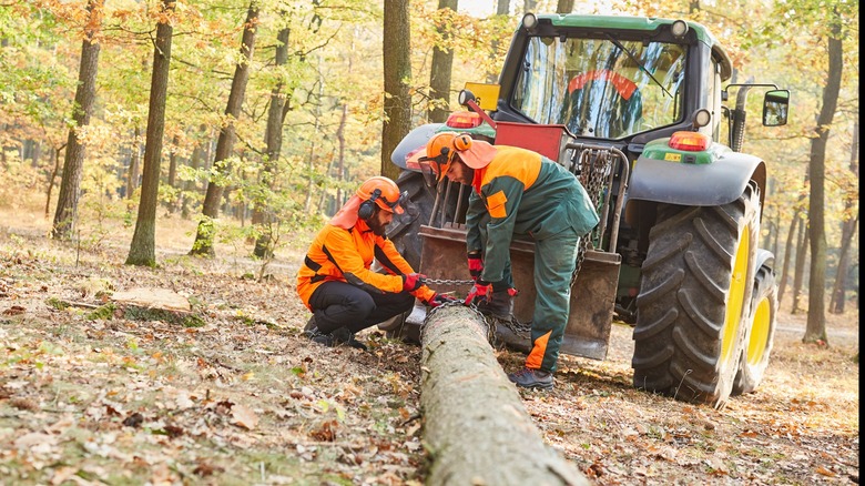 Lumberjacks skidding a log with chains