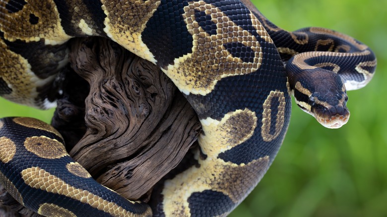 A large python