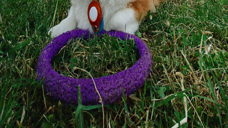 AirTag attached to a dog's collar