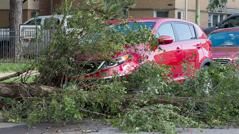 A Red Car Parked On The Street With A Fallen Tree Laying On Its Hood