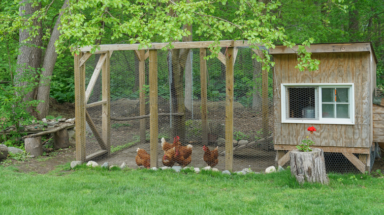 Backyard chicken coop