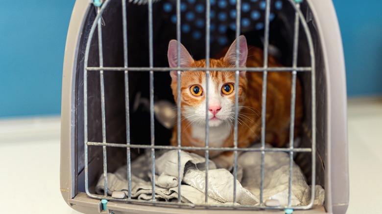 Cat in pet carrier