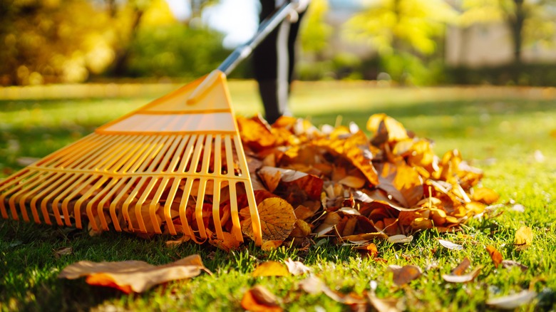 Raking fallen leaves