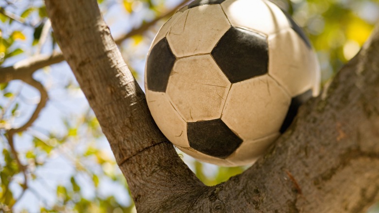 Soccer ball stuck in tree