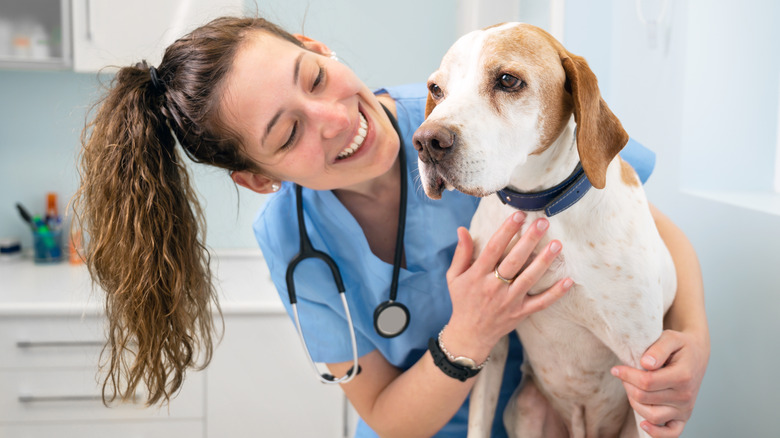 Dog at the vet