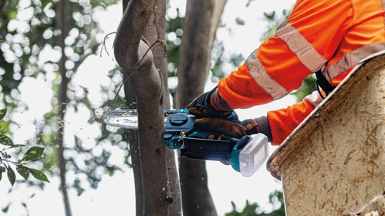 A person using Makita saw to cut a tree limb