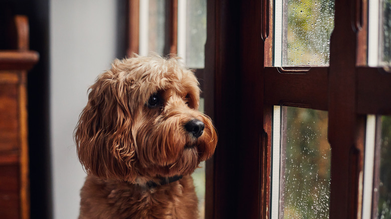 brown dog looking outside at rainy window