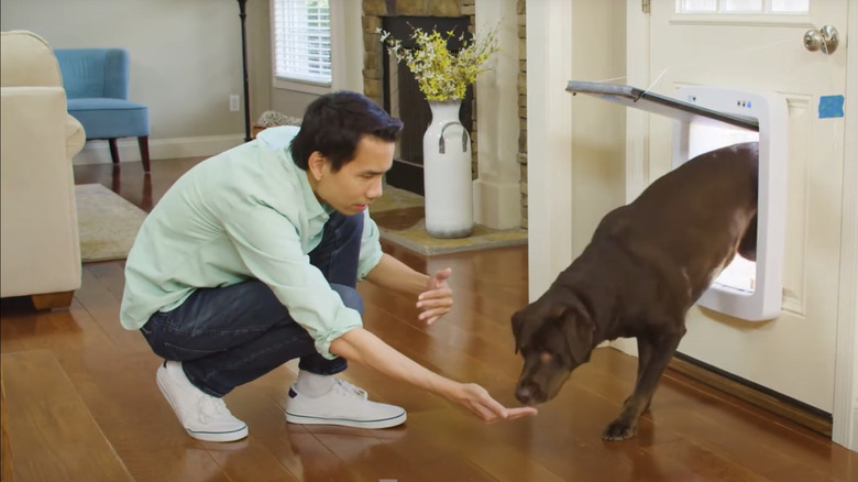 man training dog to enter through pet door