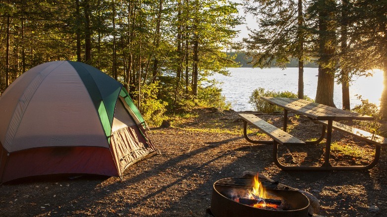 Tent pitched in the woods