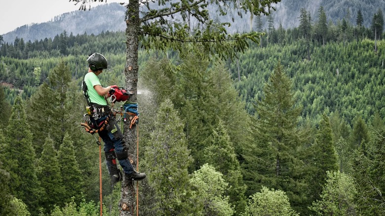 chainsaw cutting tree from elevated position in a forest