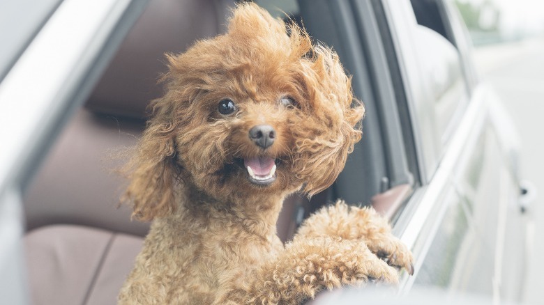 dog with its head out a car window