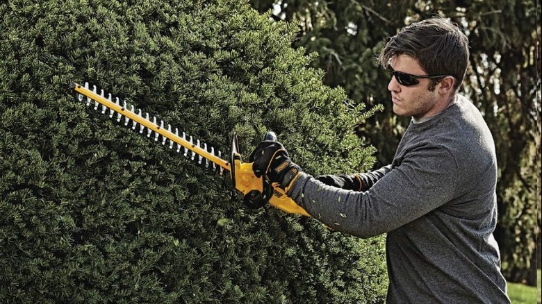 Person using DeWalt 20V Max Cordless Hedge Trimmer  on hedge