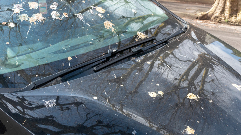 car with bird poo