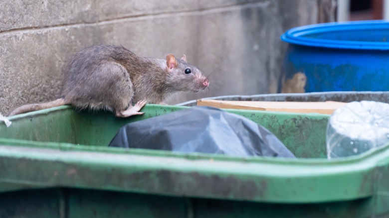 Rat standing in trash can