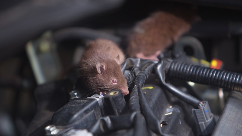 Mouse chewing on car engine