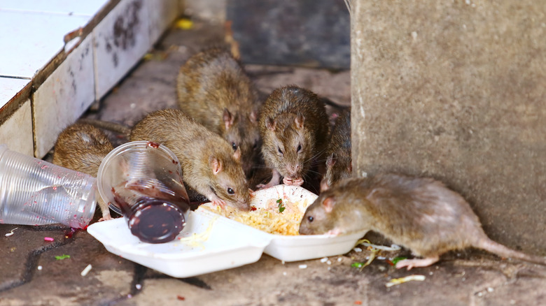 Rats gathered around spilled food