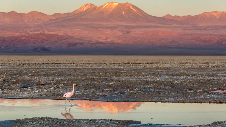 Salt Flat of Andean region