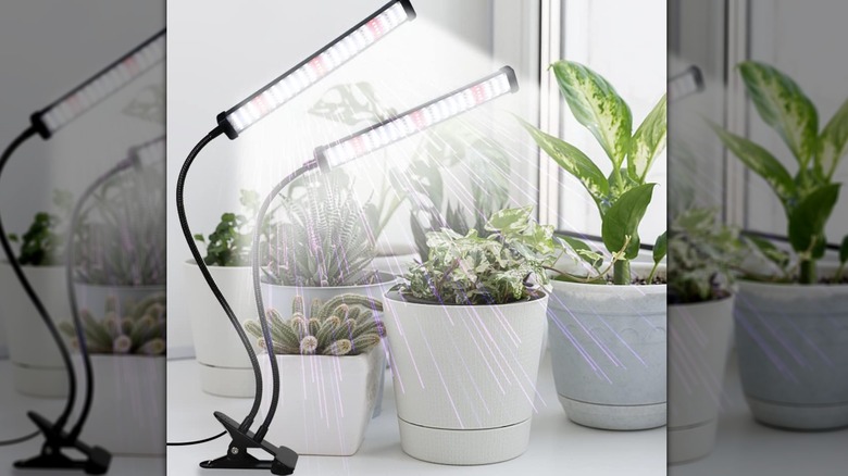 grow lights with indoor plants