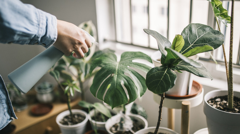 person spraying plants