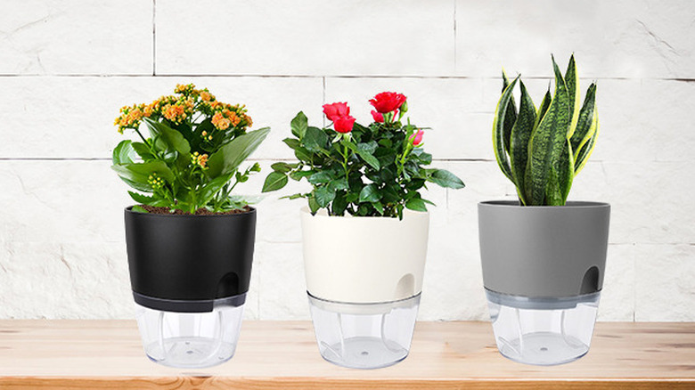 plants in self-watering pots