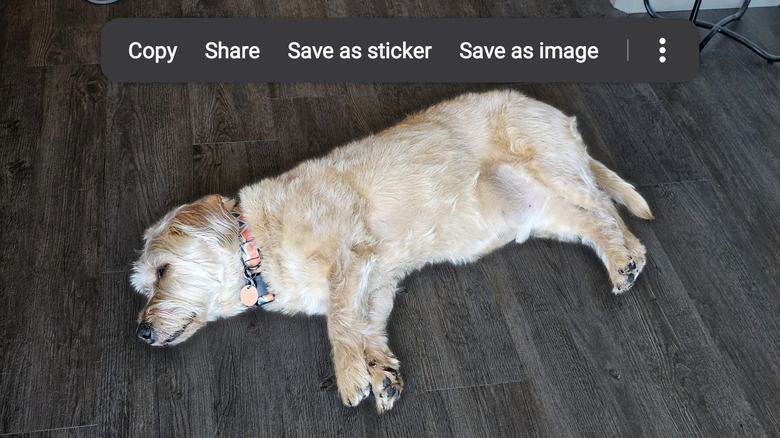 Dog on Samsung Image Clipper