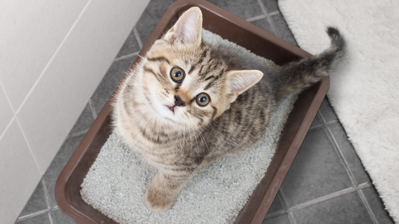 Cat with litter tray