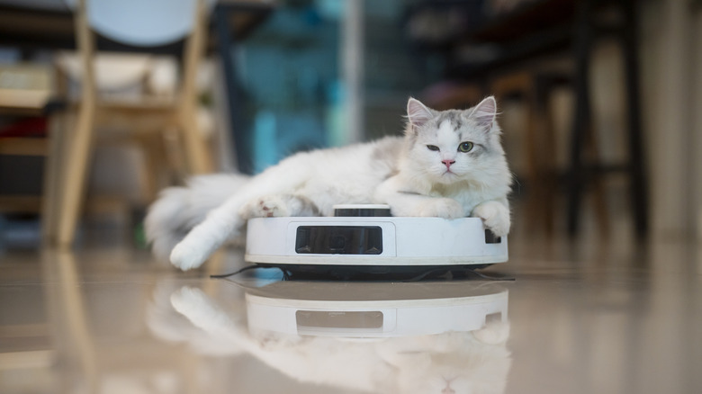 A white cat with gray ears sitting on a robot vacuum