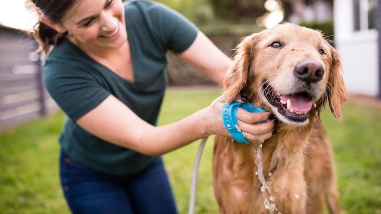 A woman cleaning her golden retriever with an Aquapaw dog bath brush