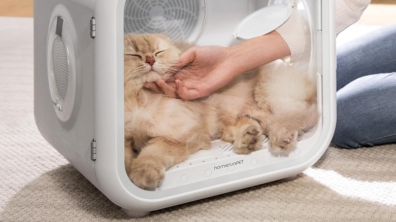 A tan cat inside a white pet dryer box