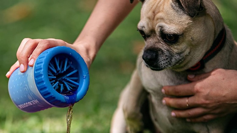 A dog looking at the MudBuster paw cleaner