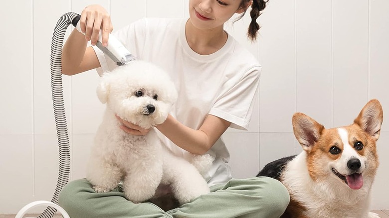 A white dog being groomed with the Neakasa suction grooming clippers