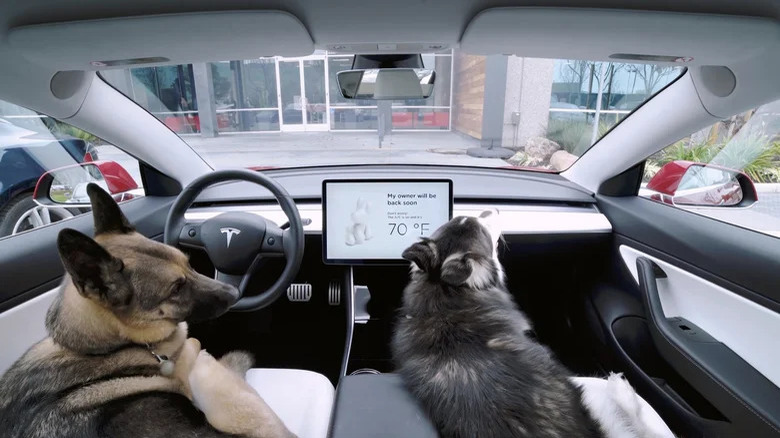 Tesla with dogs in car