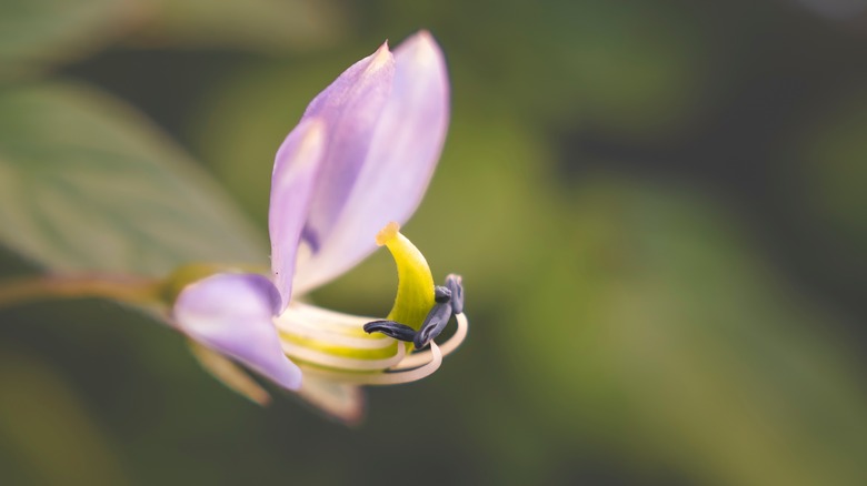 A macro picture of a flower in bloom, with only one detail in focus.