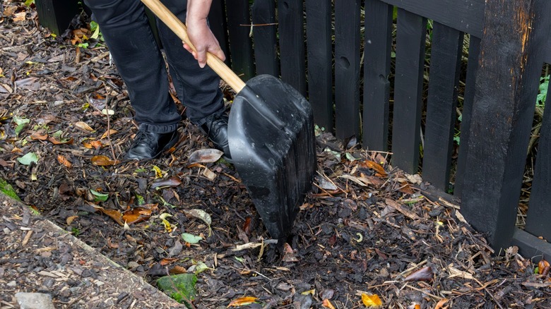 Using a snow shovel to move leaves and mulch in a garden