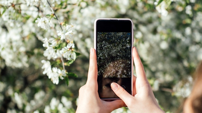 Photographing a plant outside