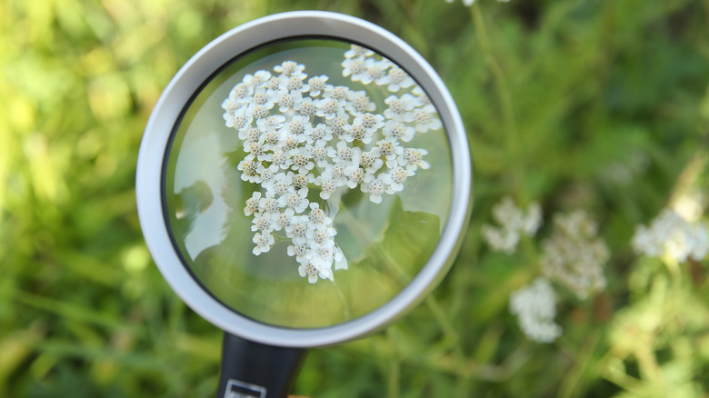 Magnifying glass over flowers in a field