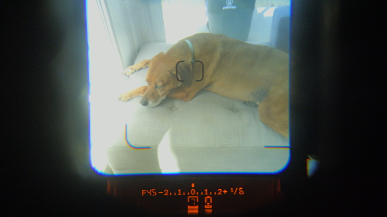 dog through Polaroid I-2 viewfinder