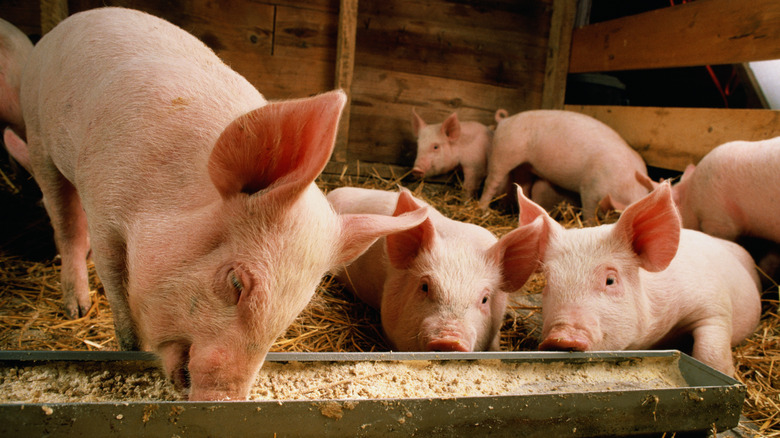 Pigs eating from a trough