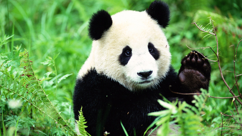 A panda sitting in the forest with plants